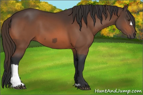 Horse Color:Liver Chestnut  and Bay 