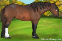 Horse Color:Liver Chestnut  and Bay 