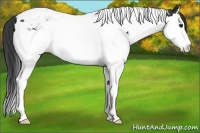 Horse Color:Black Splash Tobiano Appaloosa 