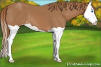 Horse Color:Chestnut Splash Varnish