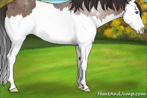 Horse Color:Bay Splash Appaloosa 