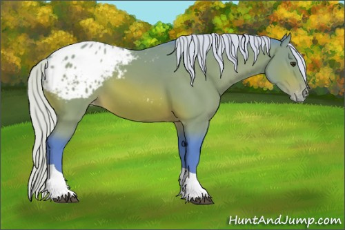 Horse Color:Watercolor Silver Bay Tobiano Appaloosa