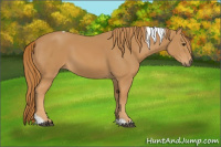 Horse Color:Chestnut Tobiano Rabicano 