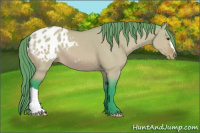 Horse Color:Watercolor Bay Dun Appaloosa 
