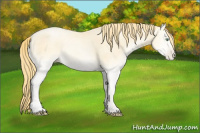 Horse Color:Buckskin Roan Pearl Onyx Rabicano 