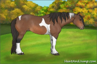 Horse Color:Bay Tobiano Appaloosa Rabicano 