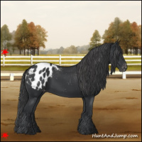 Horse Color:Black Appaloosa