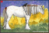 Horse Color:Buckskin Roan Appaloosa 