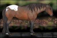 Horse Color:Bay Snowcap 