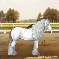 Horse Color:White Spotted Chestnut Appaloosa 