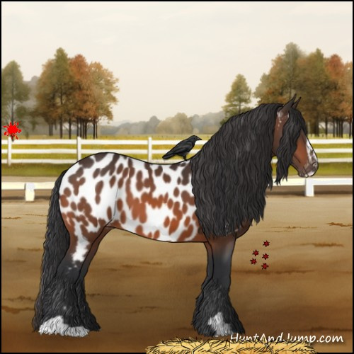 Horse Color:Bay Sabino Appaloosa 