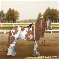 Horse Color:White Spotted Chestnut 