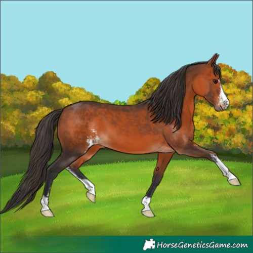 Horse Color:Bay Sabino 