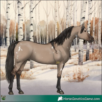 Horse Color:White Spotted Liver Red Dun 