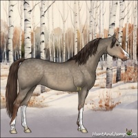 Horse Color:Liver Red Dun 