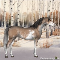 Horse Color:Liver Red Dun Sabino 