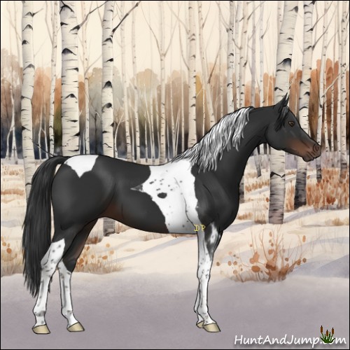 Horse Color:Liver Chestnut Tobiano 