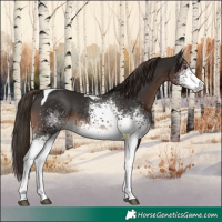 Horse Color:White Spotted Liver Chestnut Tobiano 