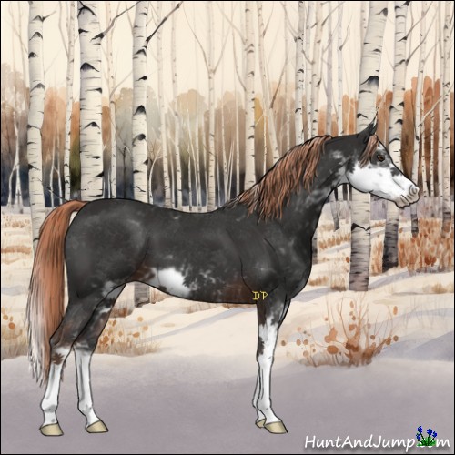 Horse Color:Liver Chestnut Sabino 
