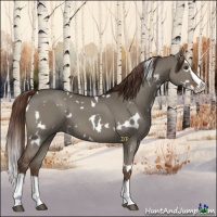 Horse Color:White Spotted Liver Red Dun Splash 