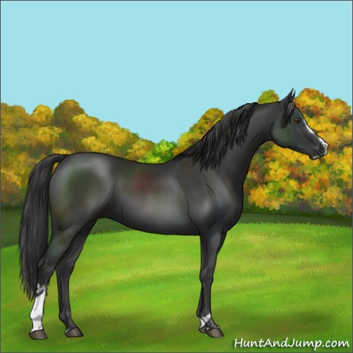 Horse Color:Liver Chestnut Sabino 