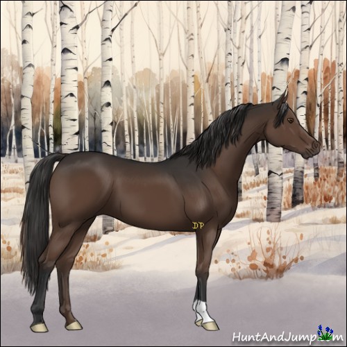 Horse Color:Liver Chestnut 