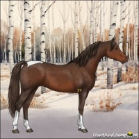 Horse Color:Liver Chestnut Tobiano 