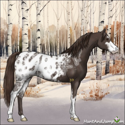 Horse Color:Liver Chestnut Ice Sabino Near Leopard 