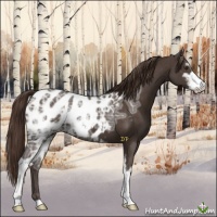 Horse Color:Liver Chestnut Ice Sabino Near Leopard 