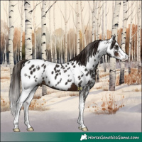 Horse Color:Liver Chestnut Sabino Appaloosa 