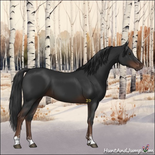 Horse Color:Liver Chestnut Sabino 