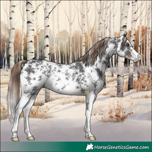 Horse Color:Liver Chestnut Sabino