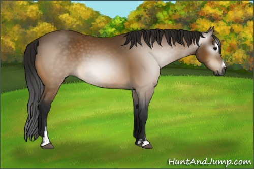 Horse Color:Gray Buckskin Sabino