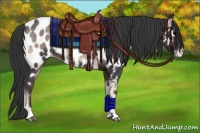 Horse Color:Blue Onyx Roan Near Leopard 