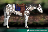 Horse Color:Blue Onyx Splash Appaloosa 