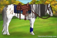 Horse Color:Liver Red Onyx Splash Appaloosa Rabicano