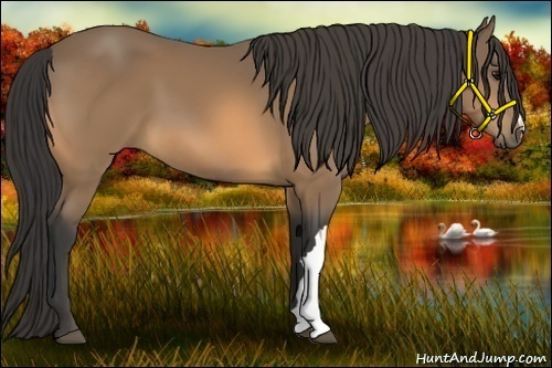 Horse Color:Buckskin 
