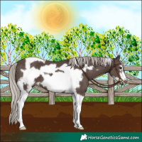 Horse Color:Silver Black Tobiano Frame 