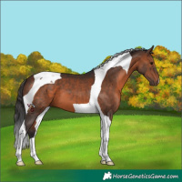 Horse Color:Brown Tobiano