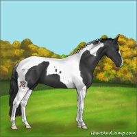 Horse Color:Black Tobiano 