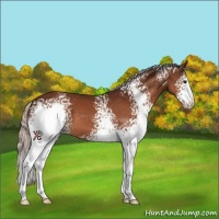 Horse Color:White Spotted Silver Bay Sabino 