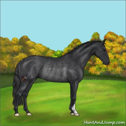 Horse Color:Black Rabicano