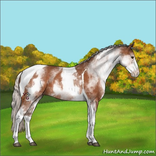 Horse Color:White Spotted Silver Bay Tobiano Rabicano 