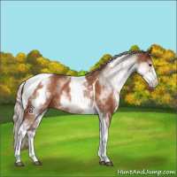 Horse Color:White Spotted Silver Bay Tobiano Rabicano 