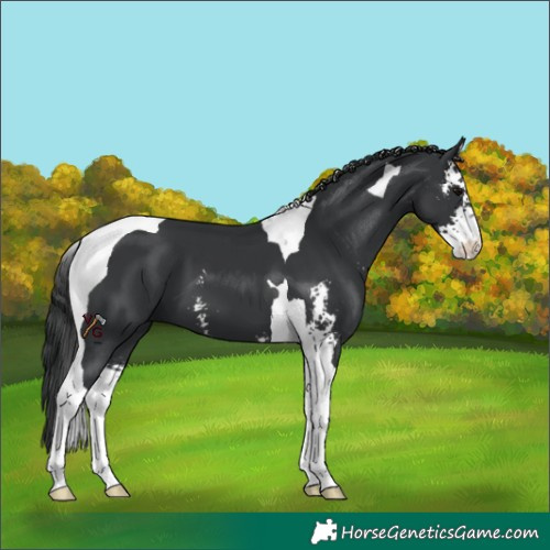 Horse Color:Black Sabino Tobiano