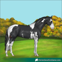 Horse Color:Black Sabino Tobiano 