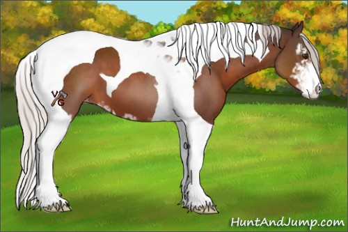 Horse Color:Silver Brown Sabino Tobiano Appaloosa 