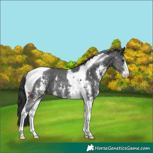 Horse Color:Black Sabino Tobiano 