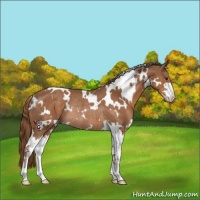 Horse Color:White Spotted Chestnut Sabino Rabicano 