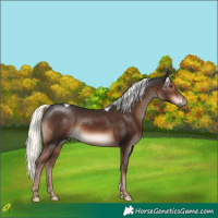 Horse Color:Liver Chestnut Mushroom Tobiano 